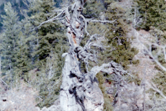 Juniper-Tree-Hike-10-13-84-009