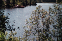 Vacation-2000-Lake-Superior-Trees-003