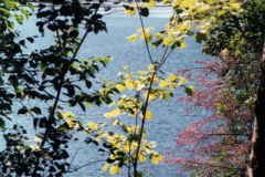Vacation-2000-Lake-Superior-Trees-006